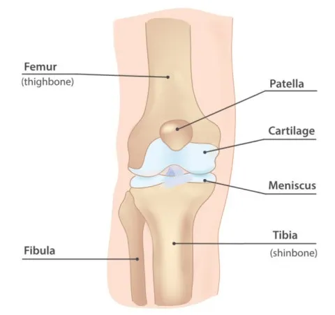 Edukacyjny schemat anatomii zdrowego stawu kolanowego.