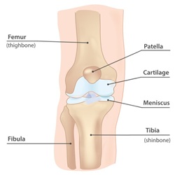 Edukacyjny schemat anatomii zdrowego stawu kolanowego.